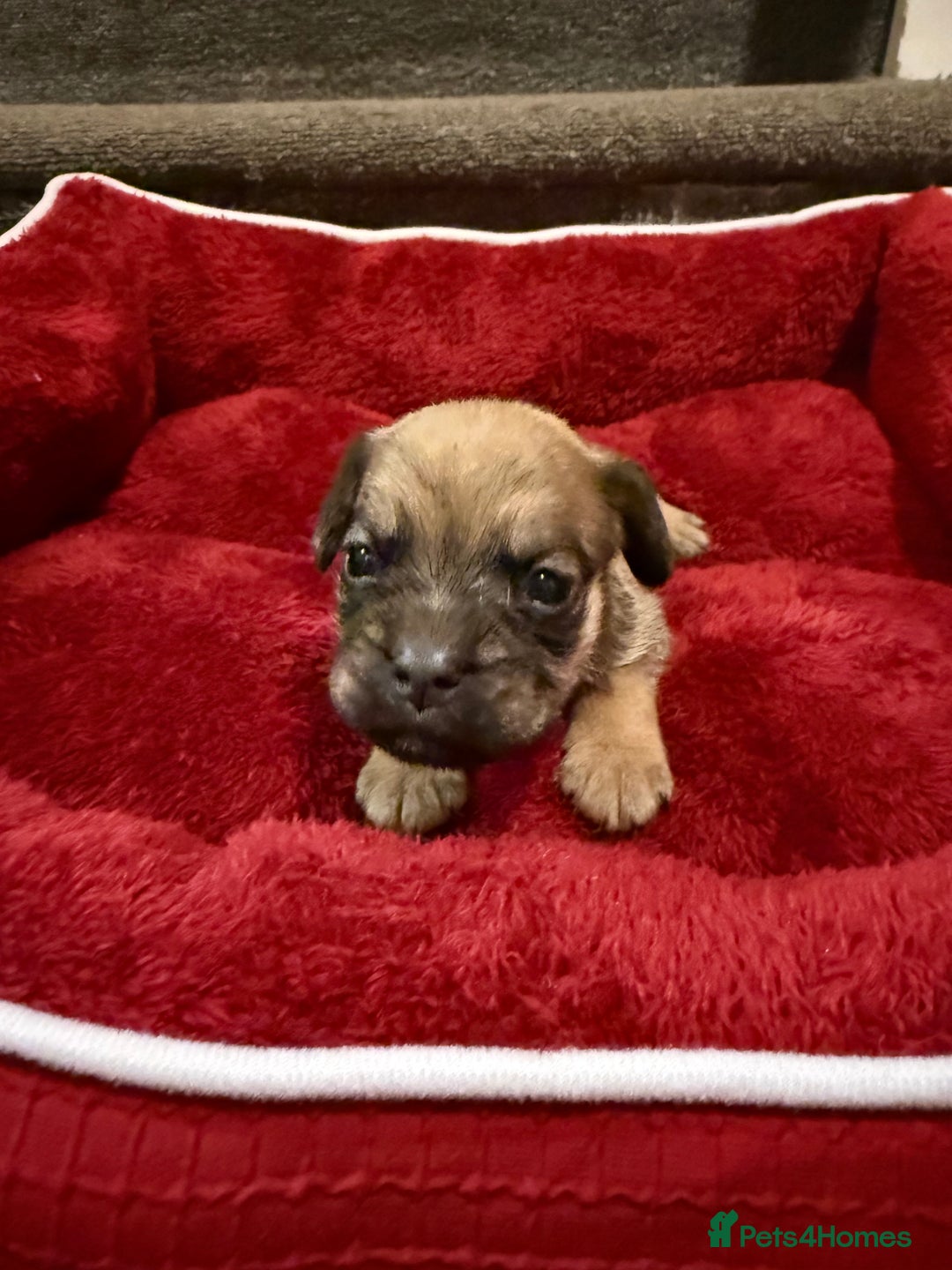 Mixed Breed dogs for sale: Beautiful Little Bundles Of Joy - Image 4