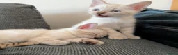 Bengal cats for sale: Brown Bengal Boy (last one) - Advert 8