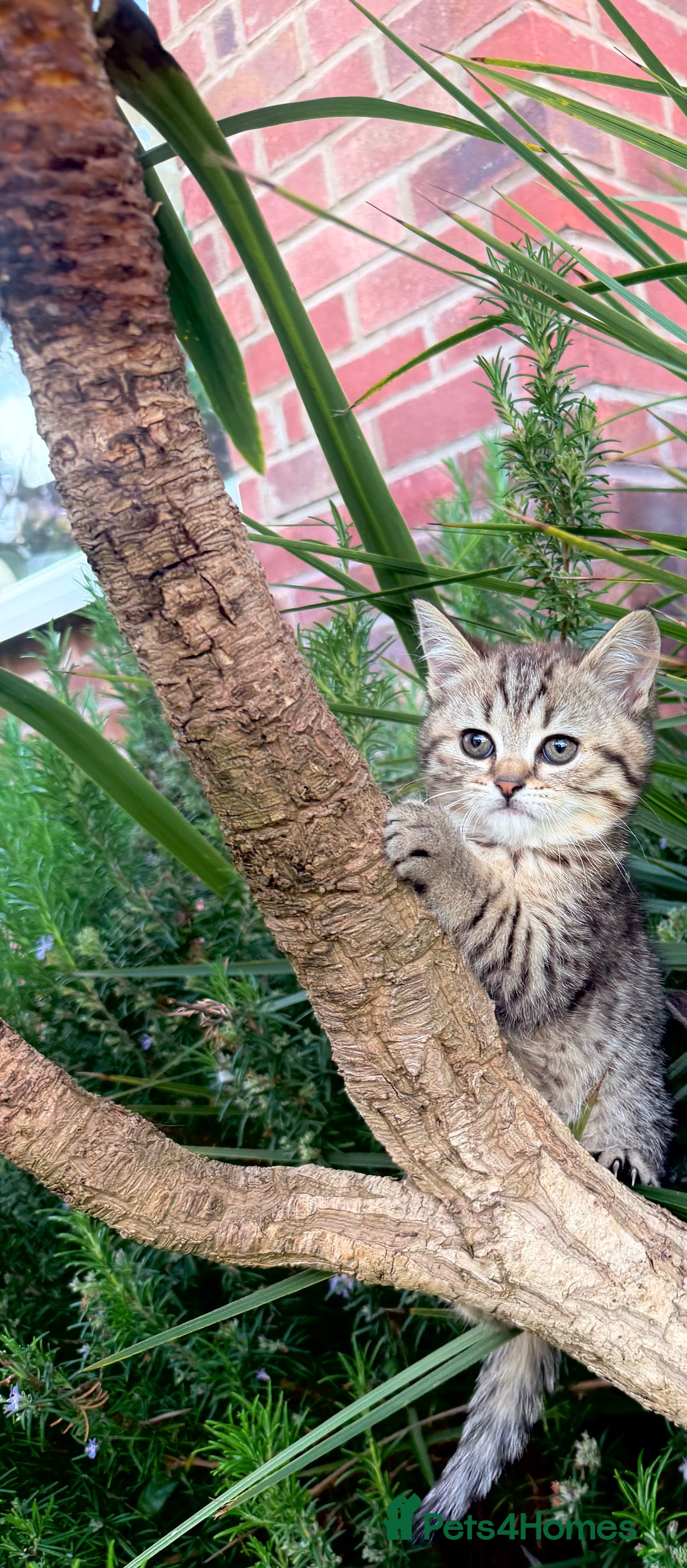 Scottish Fold cats REDUCED ❤️❤️Tabby cat😘Luxury Scottish❤️❤️❤️❤️❤️❤️ - Advert 2