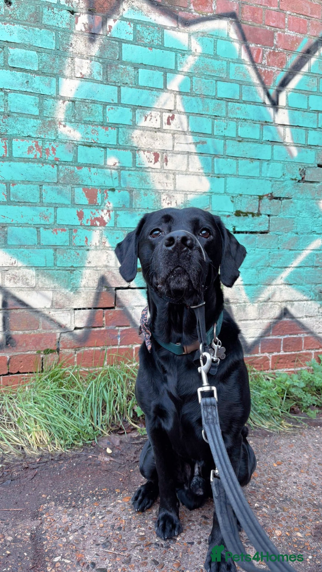 Labrador Retriever dogs for stud: Stud Labrador  - Advert 1