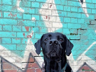 Labrador Retriever dogs Stud Labrador - Advert 1