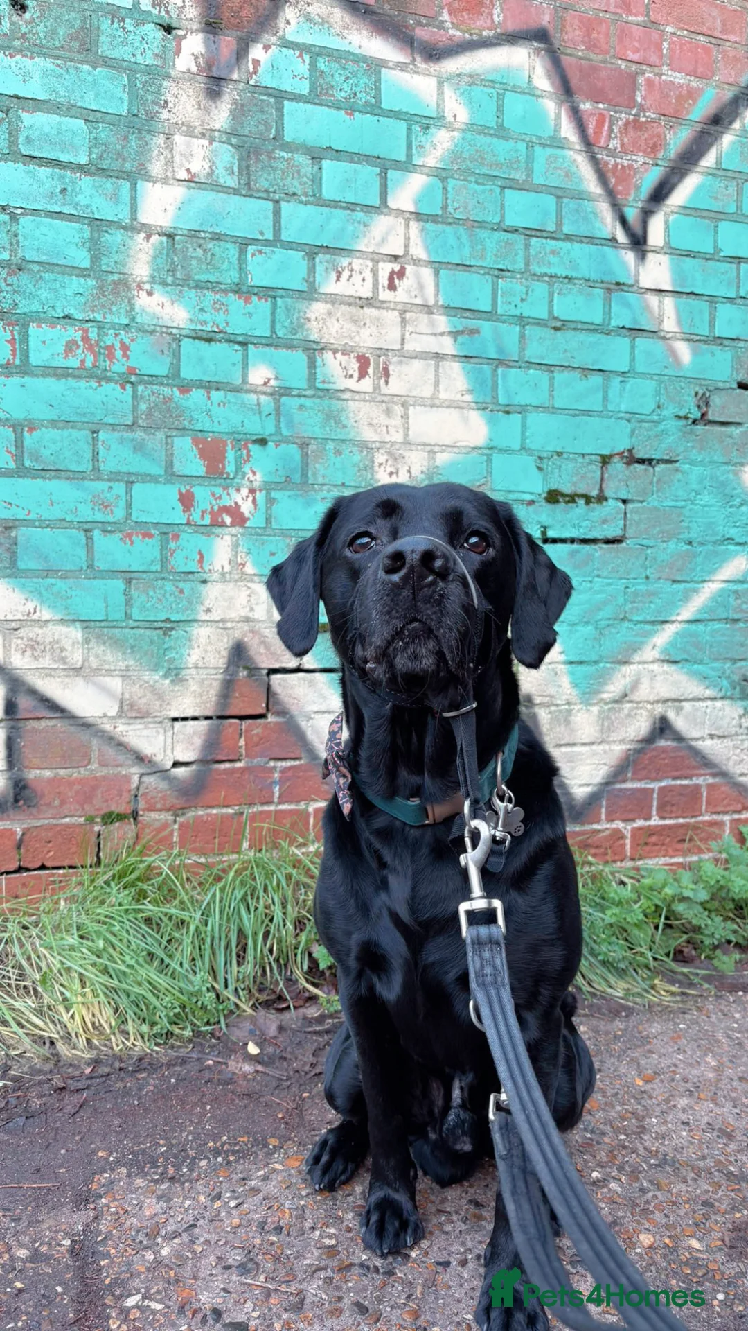 Labrador Retriever dogs for stud: Stud Labrador  - Advert 1