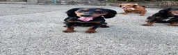 Cocker Spaniel dogs for sale: Bold Cocker Spaniel   - Advert 2