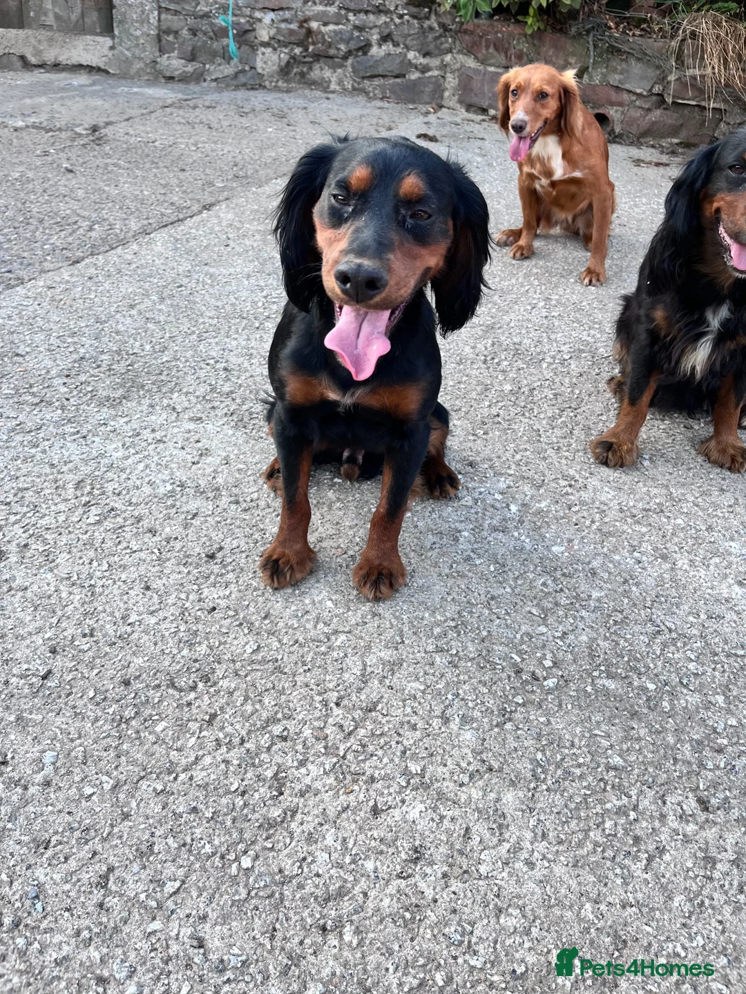 Cocker Spaniel dogs for sale: Bold Cocker Spaniel   - Advert 2