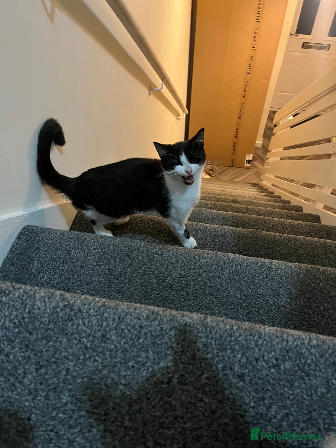 Mixed Breed cats for sale: Nancy - 7 month old black and white kitten  - Advert 4