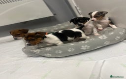Jack Russell dogs for sale: 5 jack Russel puppies  - Image 7