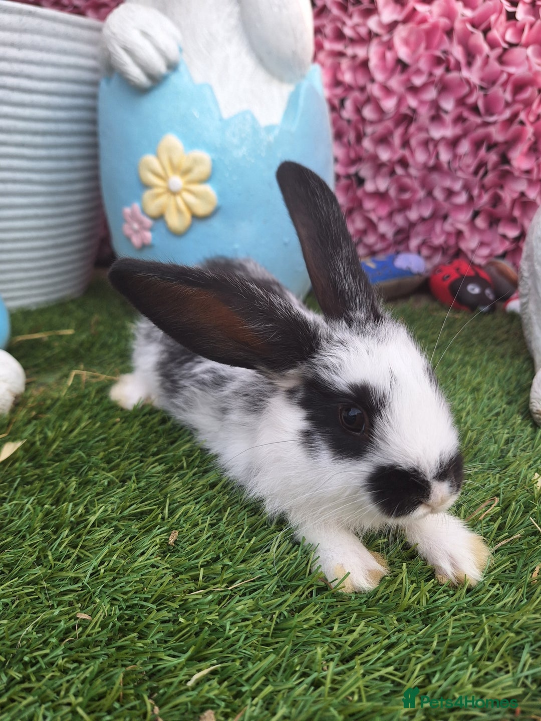 New Zealand rabbits for sale: New Zeland Baby Rabbits  - Image 2