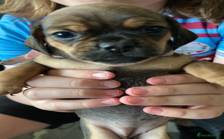 Mixed Breed dogs - Advert 12