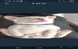 American Bulldog dogs for sale: American bulldog - Image 14