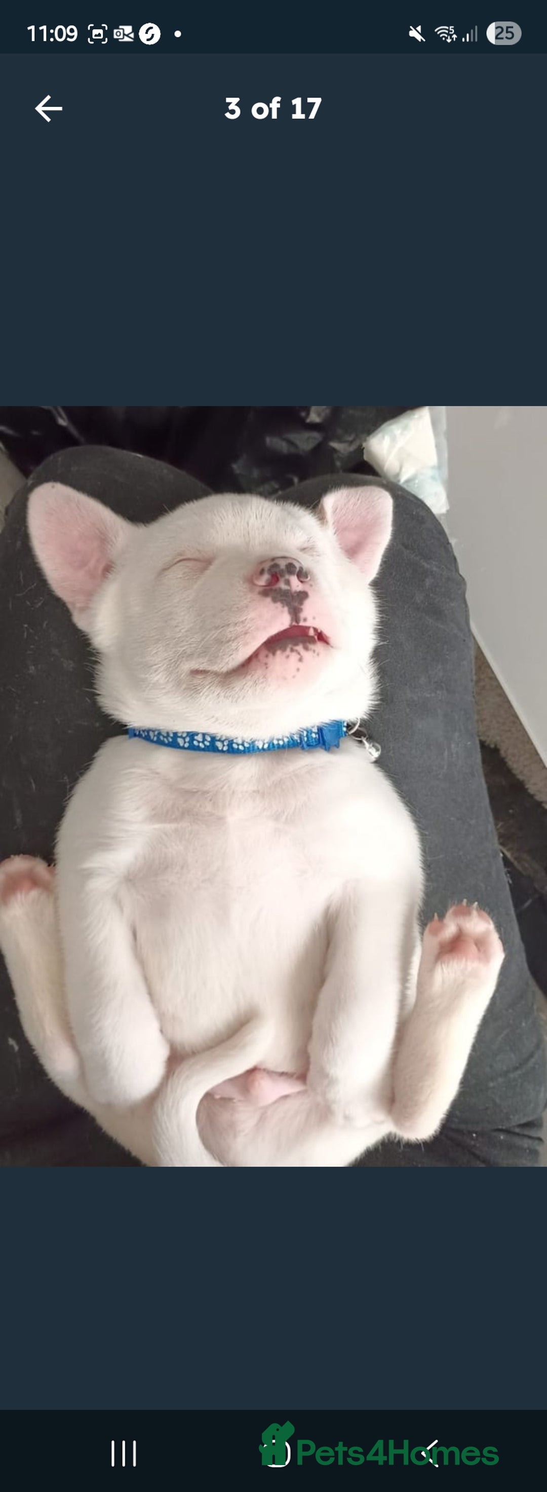 American Bulldog dogs for sale: American bulldog - Image 14