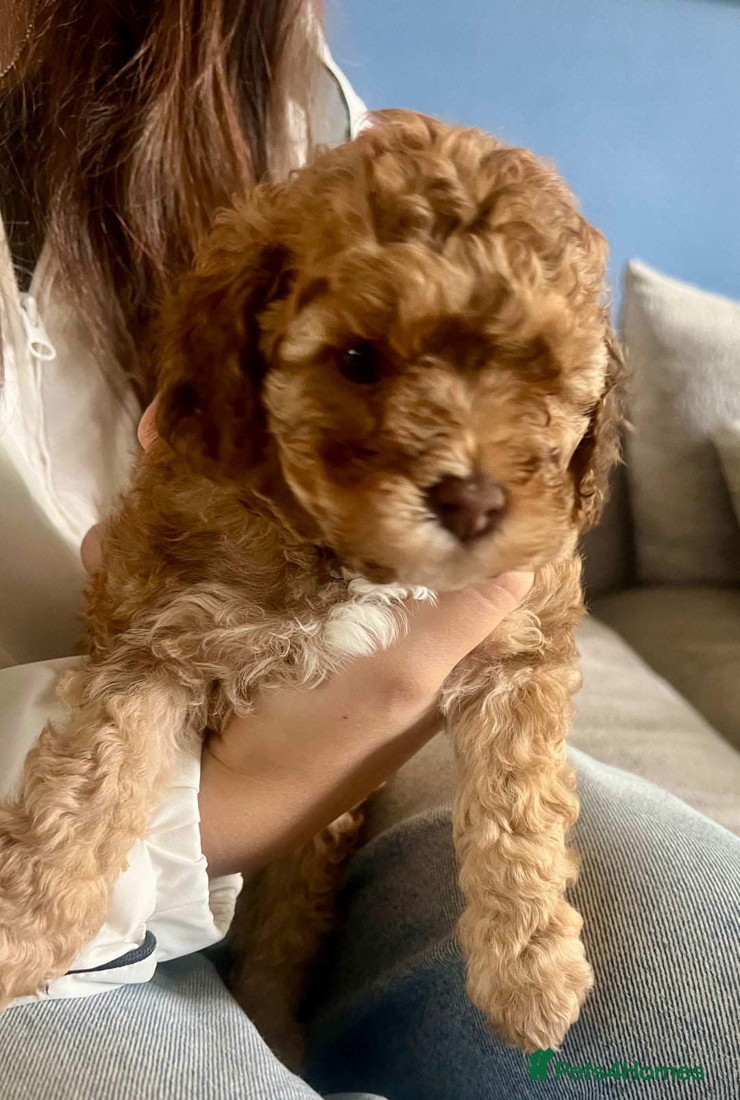 Cavapoochon dogs for sale: 6 beautiful Cavapoochons for sale. Wilmslow. - Image 13