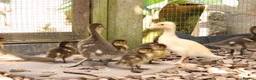 Ducks poultry for sale: Mandarin ducklings x7  in Radstock - Advert 6