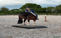 Other Breed horses for sale: Stunning Coloured Gelding - Advert 1
