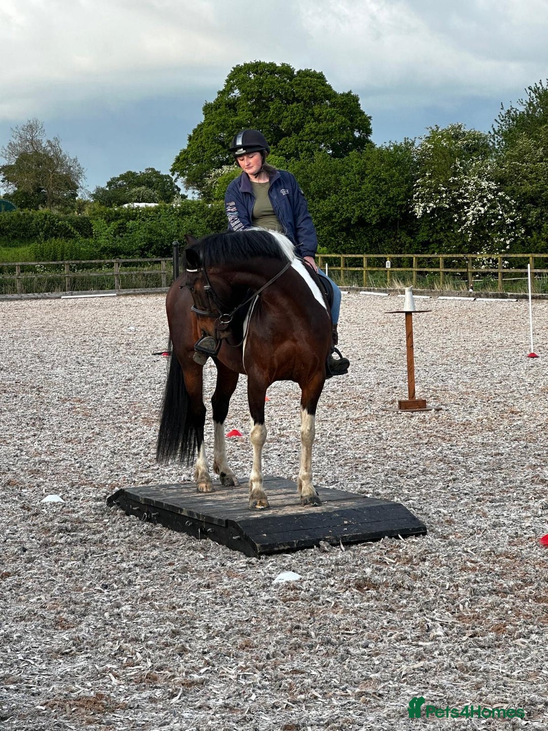 Other Breed horses for sale: Stunning Coloured Gelding - Advert 1