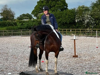 Other Breed horses for sale: Stunning Coloured Gelding - Advert 1
