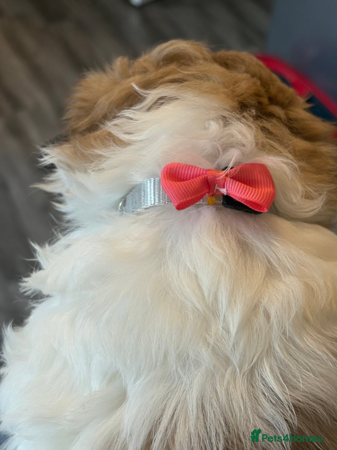 Shih Tzu dogs for sale: 4 Shih tzu girls  - Image 20