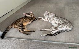 Bengal cats for sale: Milo & Maya’s beautiful pure Bengal babies 🐾 - Image 8