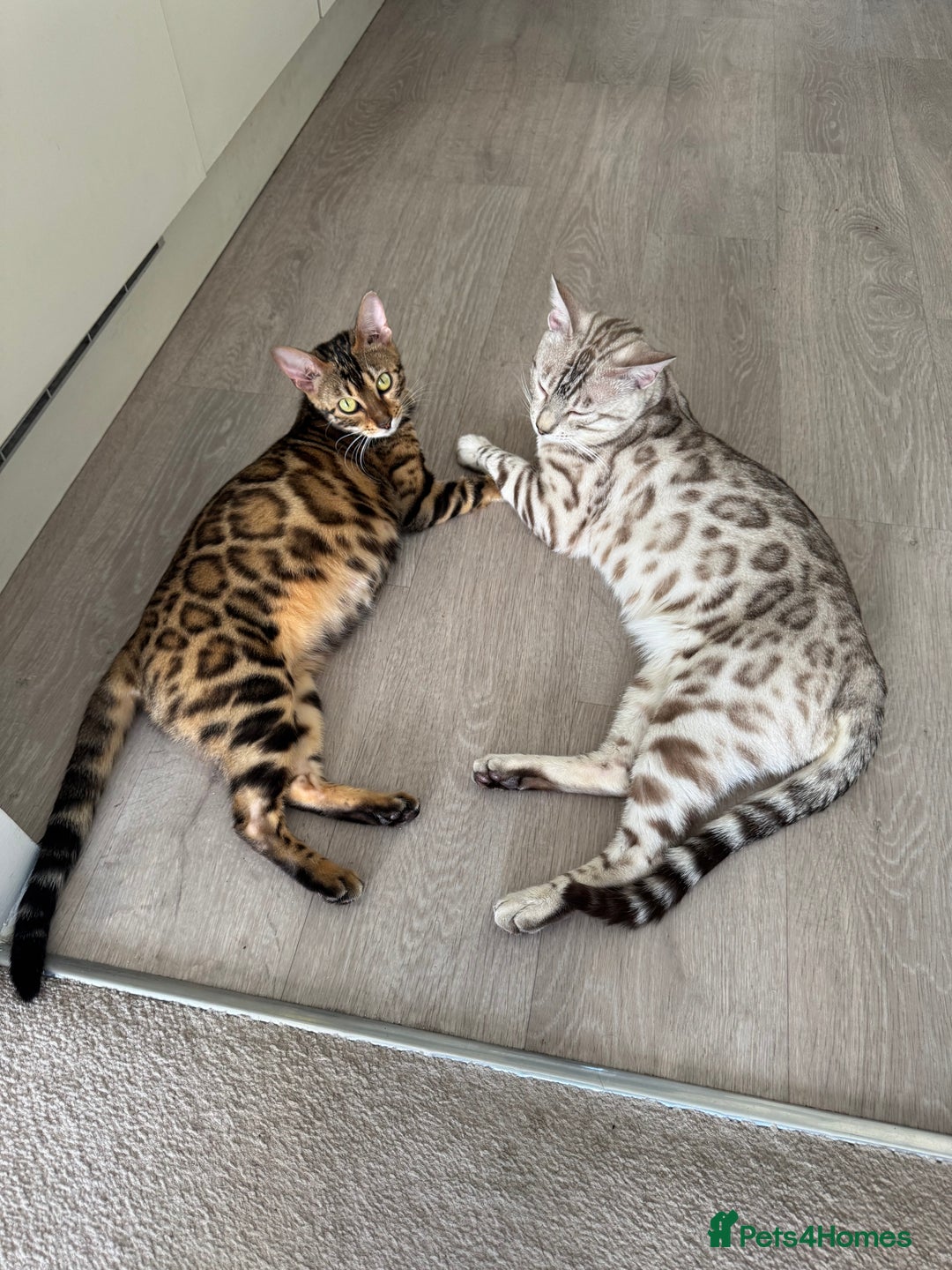 Bengal cats for sale: Milo & Maya’s beautiful pure Bengal babies 🐾 - Image 8
