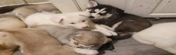 Siberian Husky dogs for stud: *STUD* - Advert 5