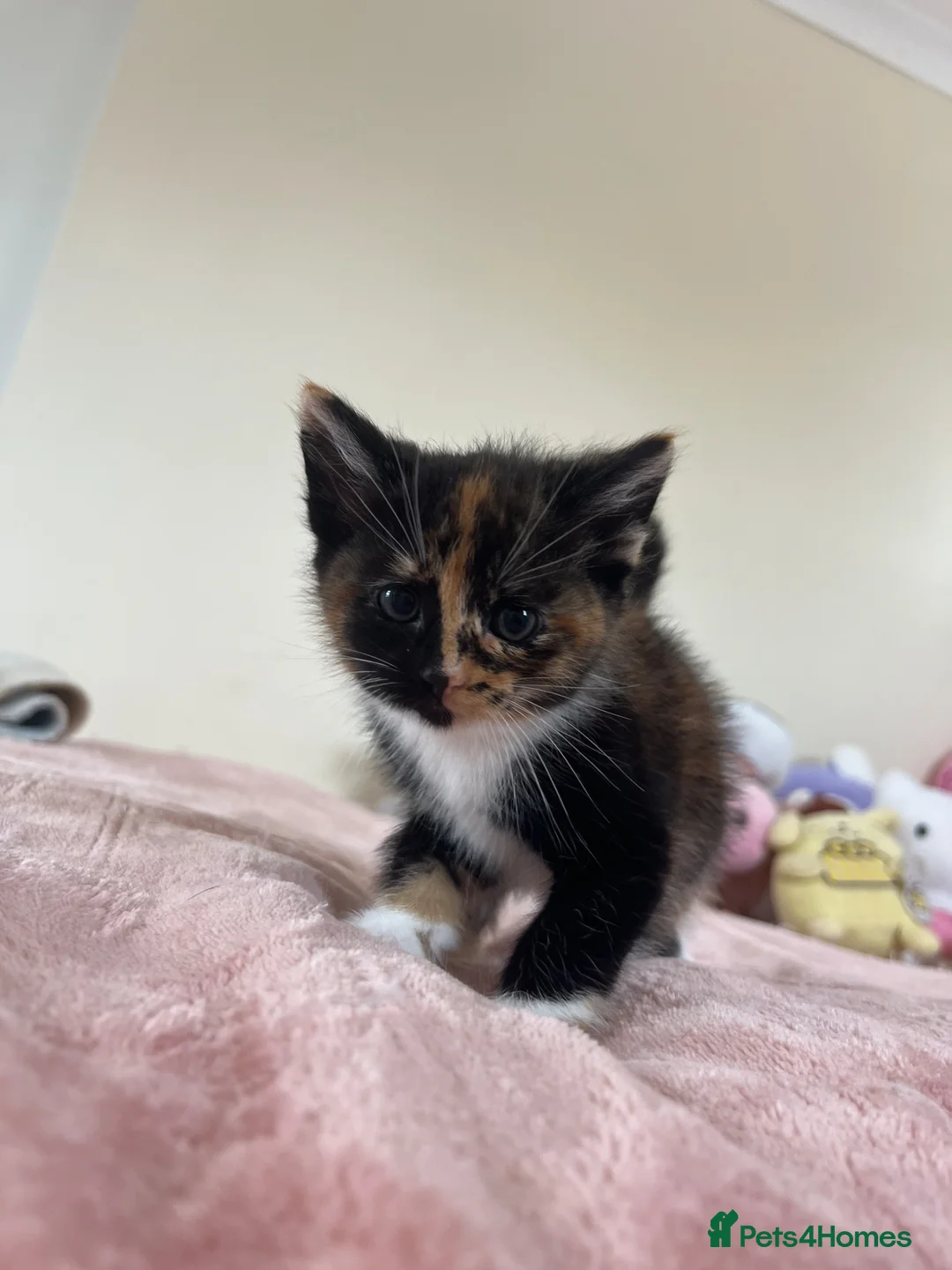 Mixed Breed cats for sale: 2 female 4 male kittens - Advert 2