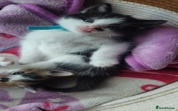 Mixed Breed cats for sale: Gorgeous kittens ready for loving forever homes  - Image 7