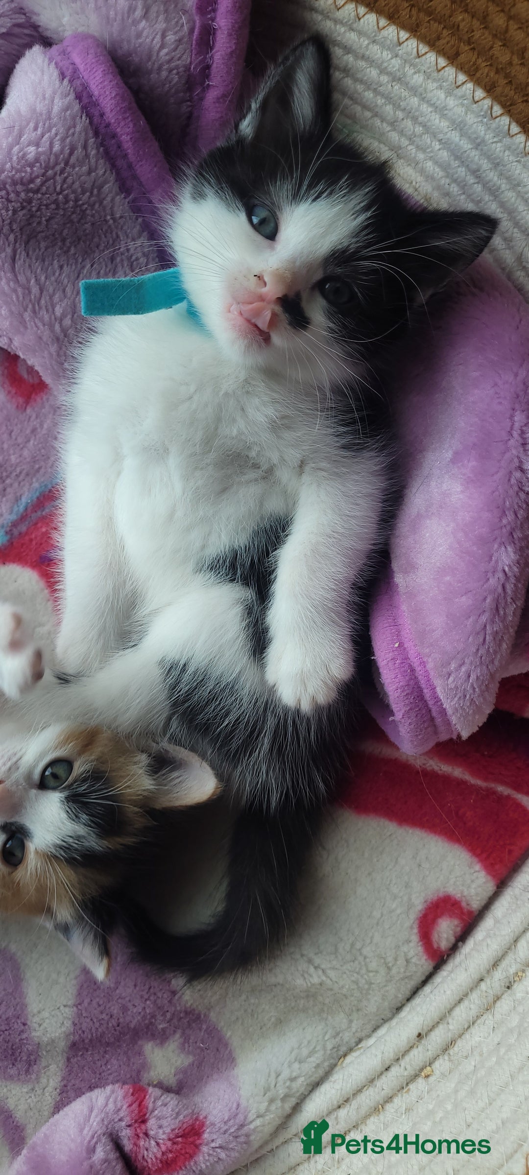 Mixed Breed cats for sale: Gorgeous kittens ready for loving forever homes  - Image 7