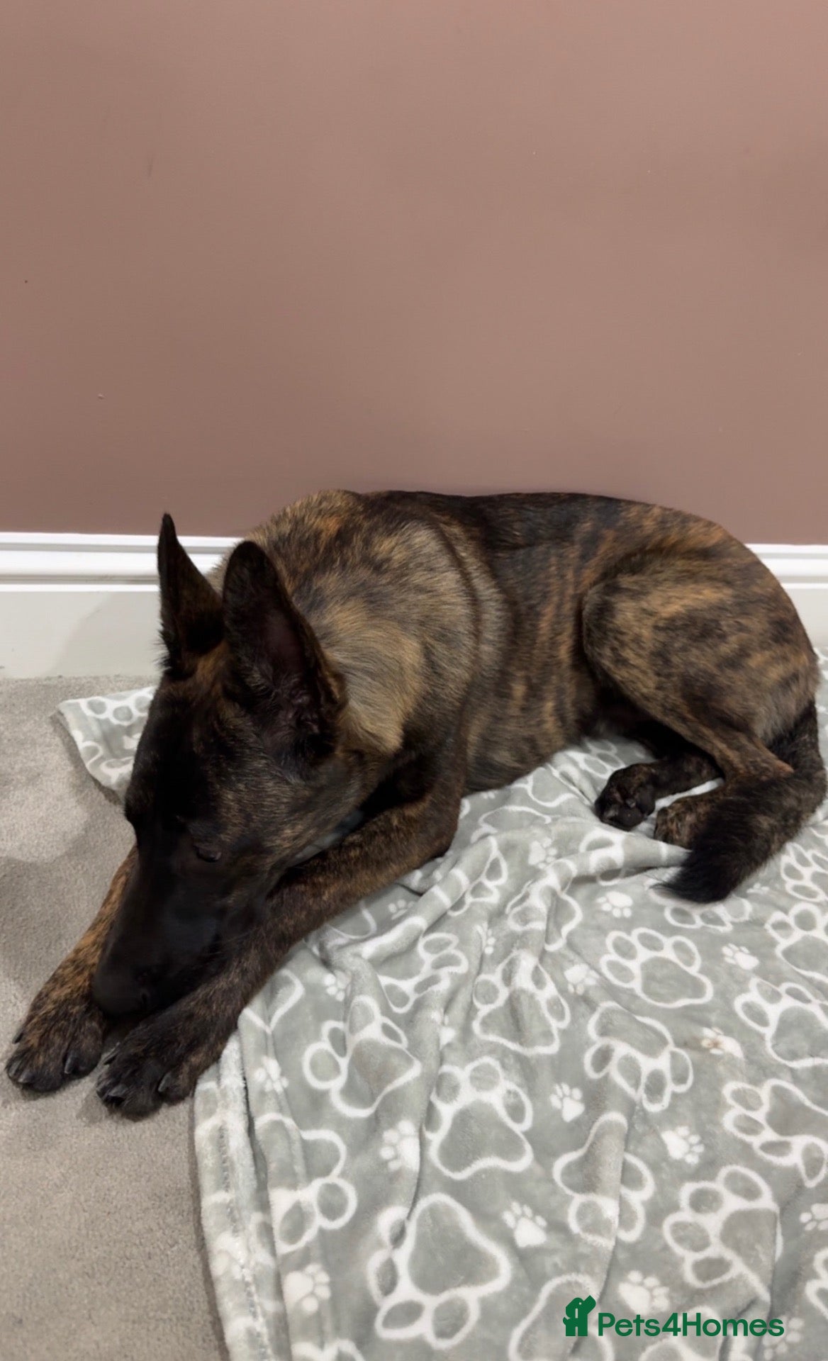 Mixed Breed dogs Belgian Malinois for sale  - Advert 8