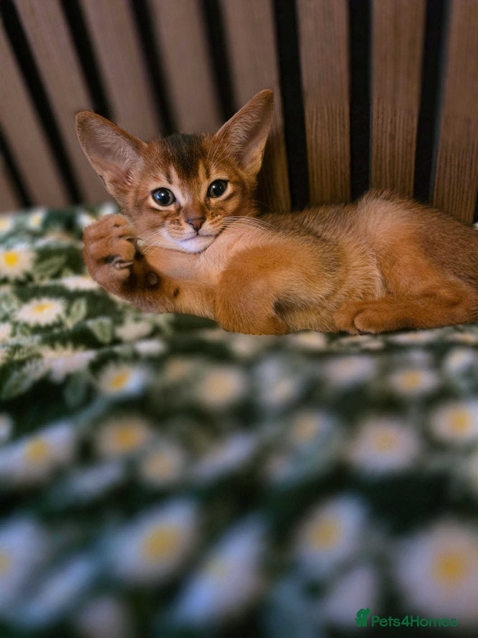 Abyssinian cats for sale: Beautiful Aby kitten  - Advert 2