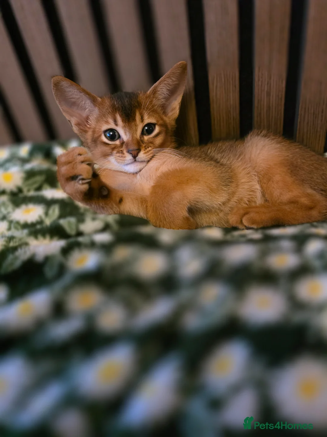 Abyssinian cats for sale: Beautiful Aby kitten  - Advert 1