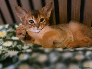 Abyssinian cats for sale: Beautiful Aby kitten - Advert 2
