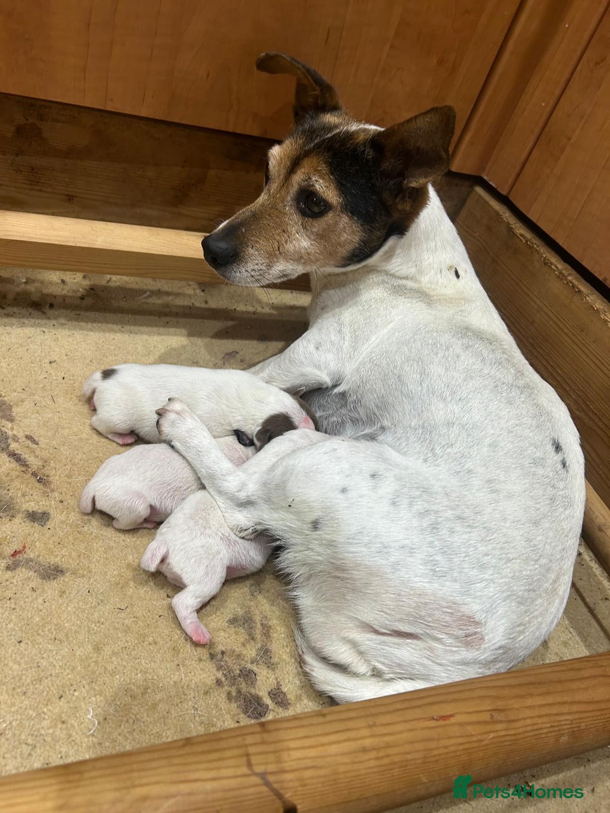 Jack Russell dogs Traditional jack Russell pups  - Advert 1