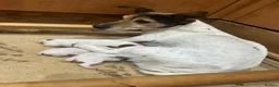 Jack Russell dogs for sale: Traditional jack Russell pups  - Advert 1