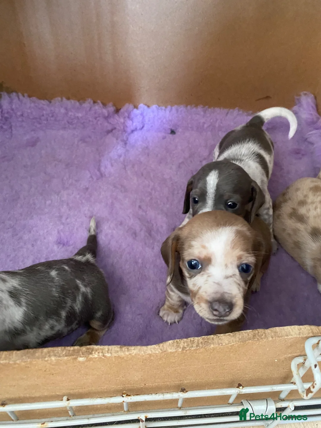 Miniature Dachshund dogs for sale: 5 beautiful Miniature Dachshund puppies  - Advert 26