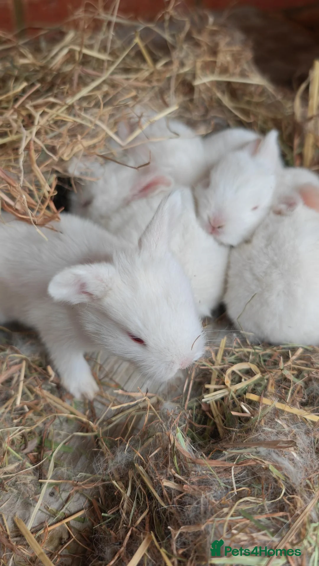 New Zealand rabbits for sale: Beautiful New Zealand Rabbits – Boys & Girls  in Farnborough - Advert 1