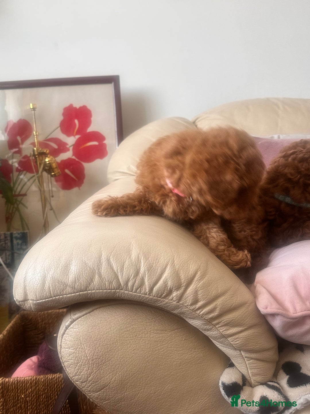 Toy Poodle dogs for sale: Toy poodles - Image 8