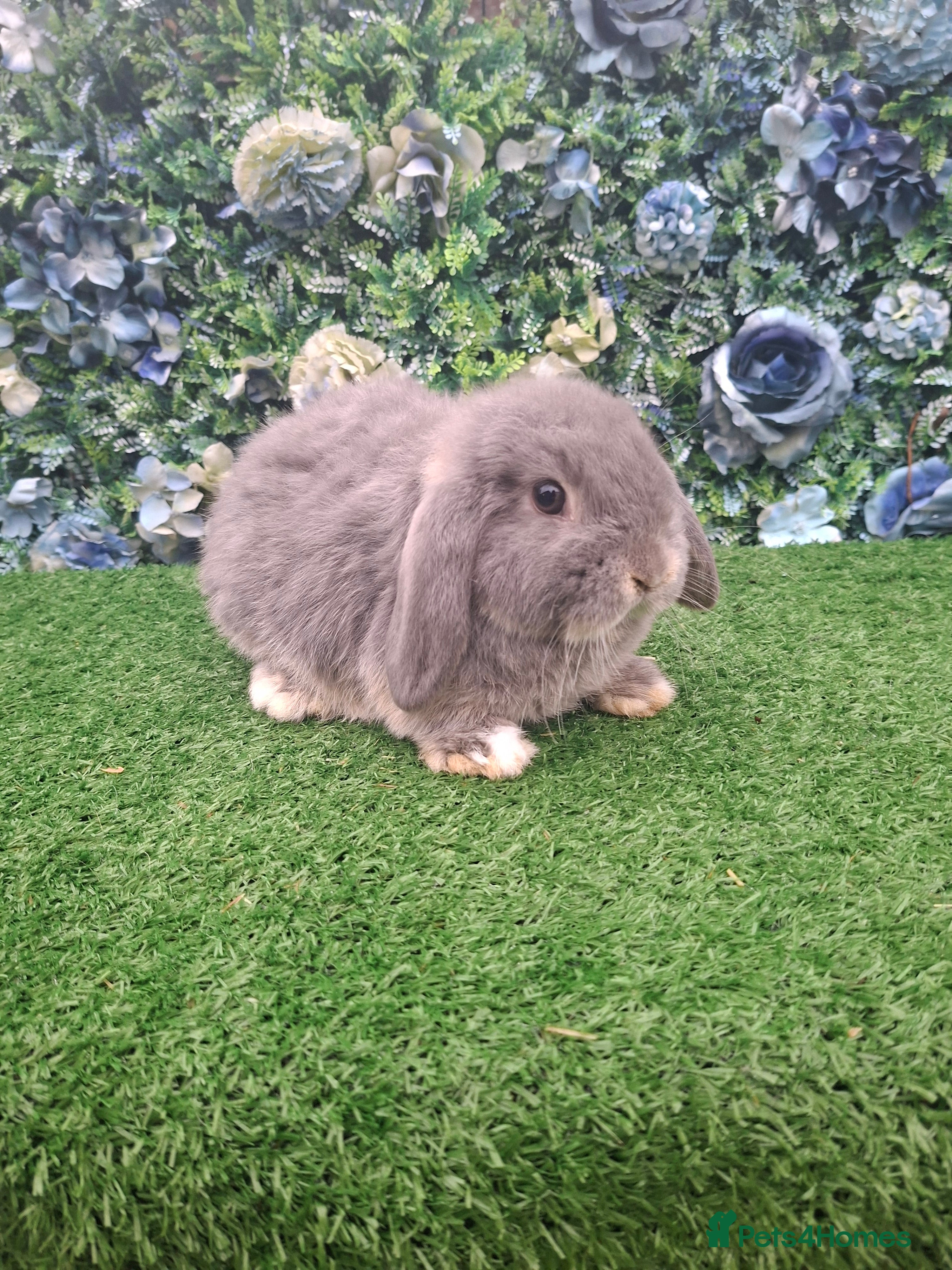 Mini Lop rabbits Beautiful Mini Lop babies Ready 18th Dec  - Advert 16