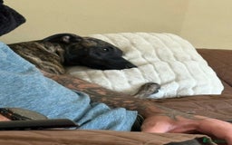 Mixed Breed dogs for sale: Poppy, Whippet x Lakeland terrier. Beautiful! - Image 4