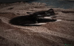 Mixed Breed cats for sale: 4 GORGEOUS BLACK AND WHITE KITTENS - Image 13