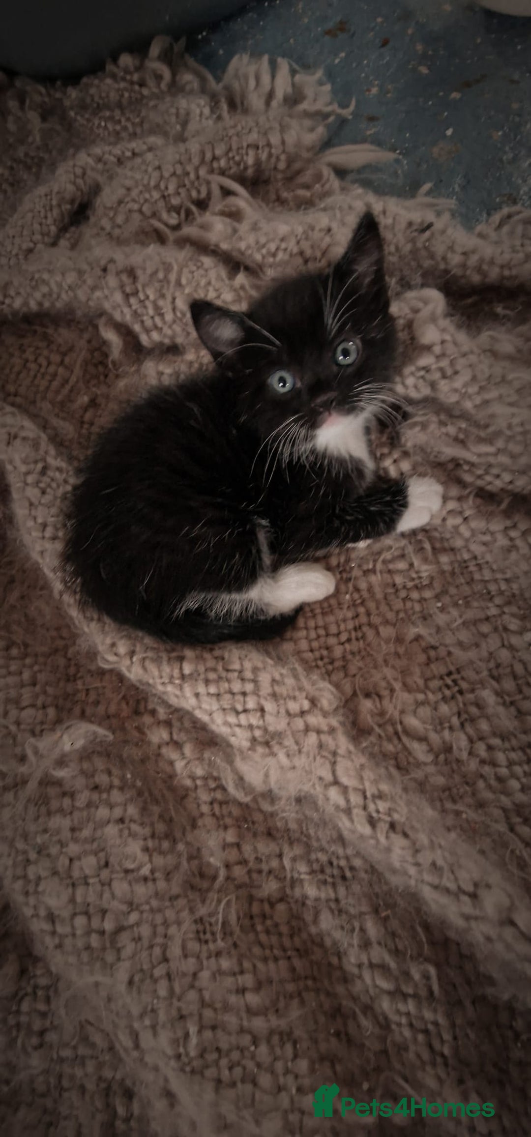 Mixed Breed cats for sale: 4 GORGEOUS BLACK AND WHITE KITTENS - Image 13