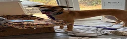 Mixed Breed dogs for adoption: Ree - Norwich Norfolk  - Advert 2