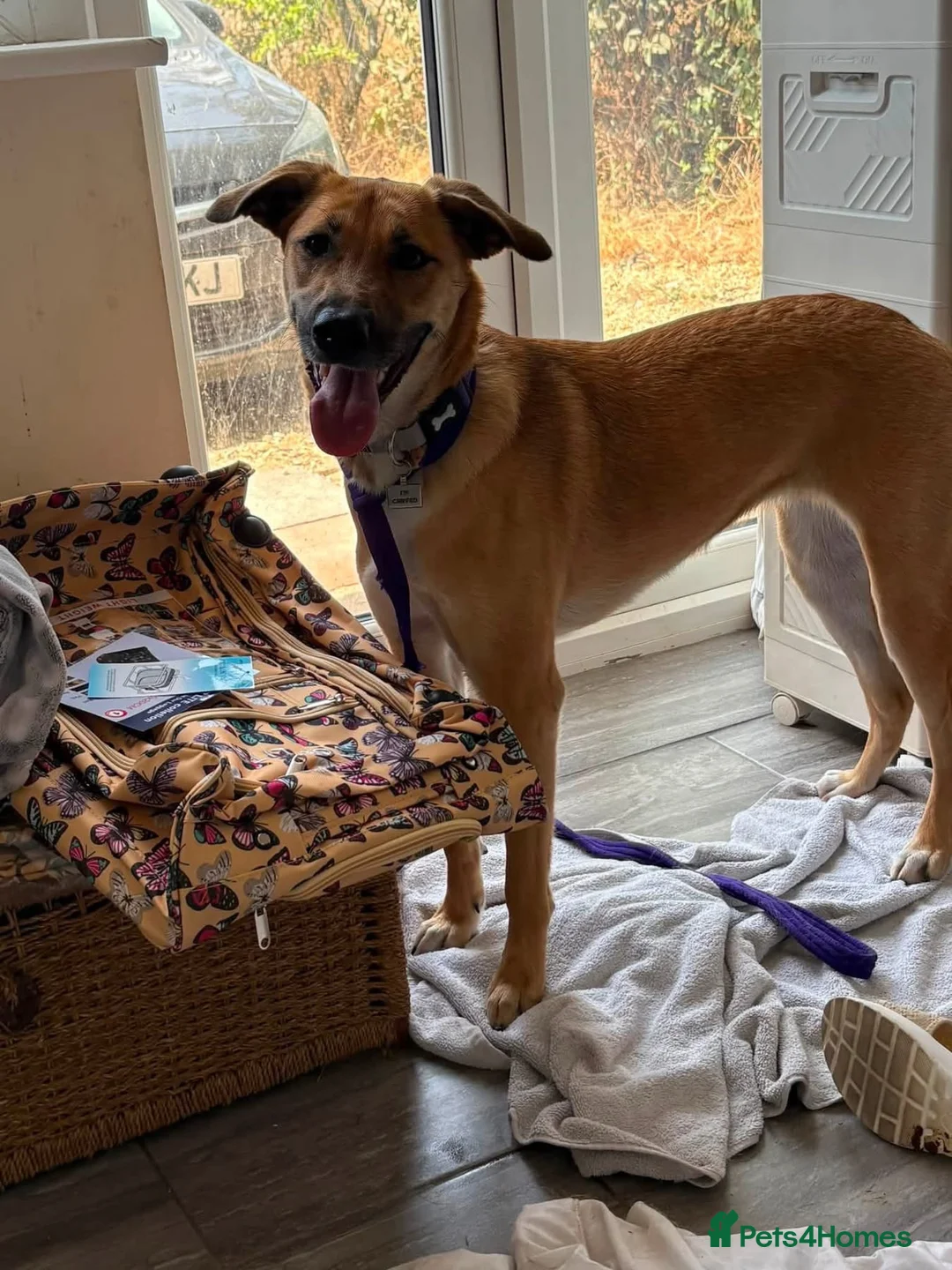 Mixed Breed dogs for adoption: Ree - Norwich Norfolk  - Advert 2