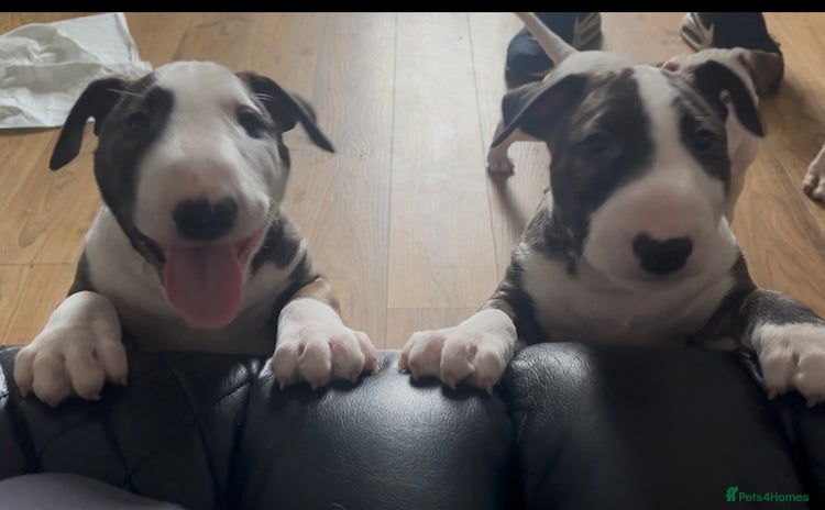 Bull Terrier dogs - Advert 1