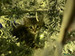 Mixed Breed cats Bombay cross Norwegian forest mix - Advert 1