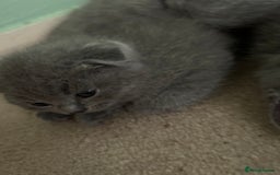 Scottish Fold cats for sale: Scottish fold/straight boys ready for reservation. - Image 5