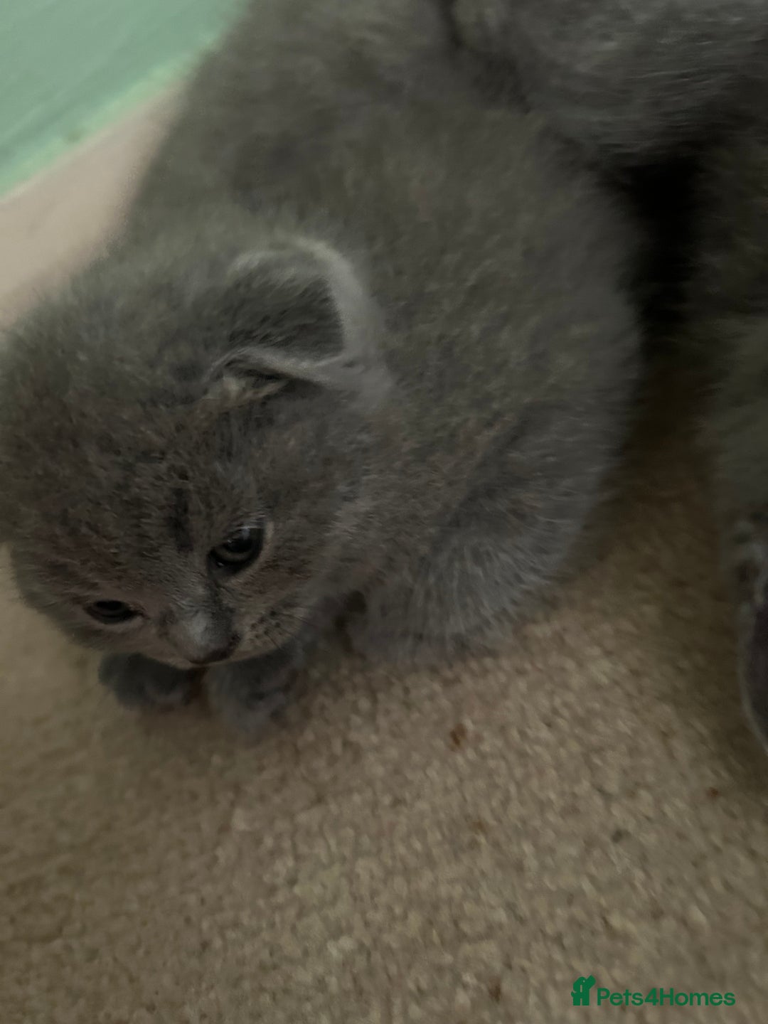 Scottish Fold cats for sale: Scottish fold/straight boys ready for reservation. - Image 5