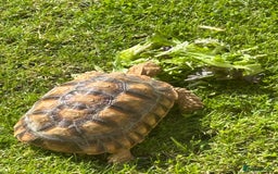 Tortoise reptiles for sale: 2 x Sulcata Tortoise - Image 2