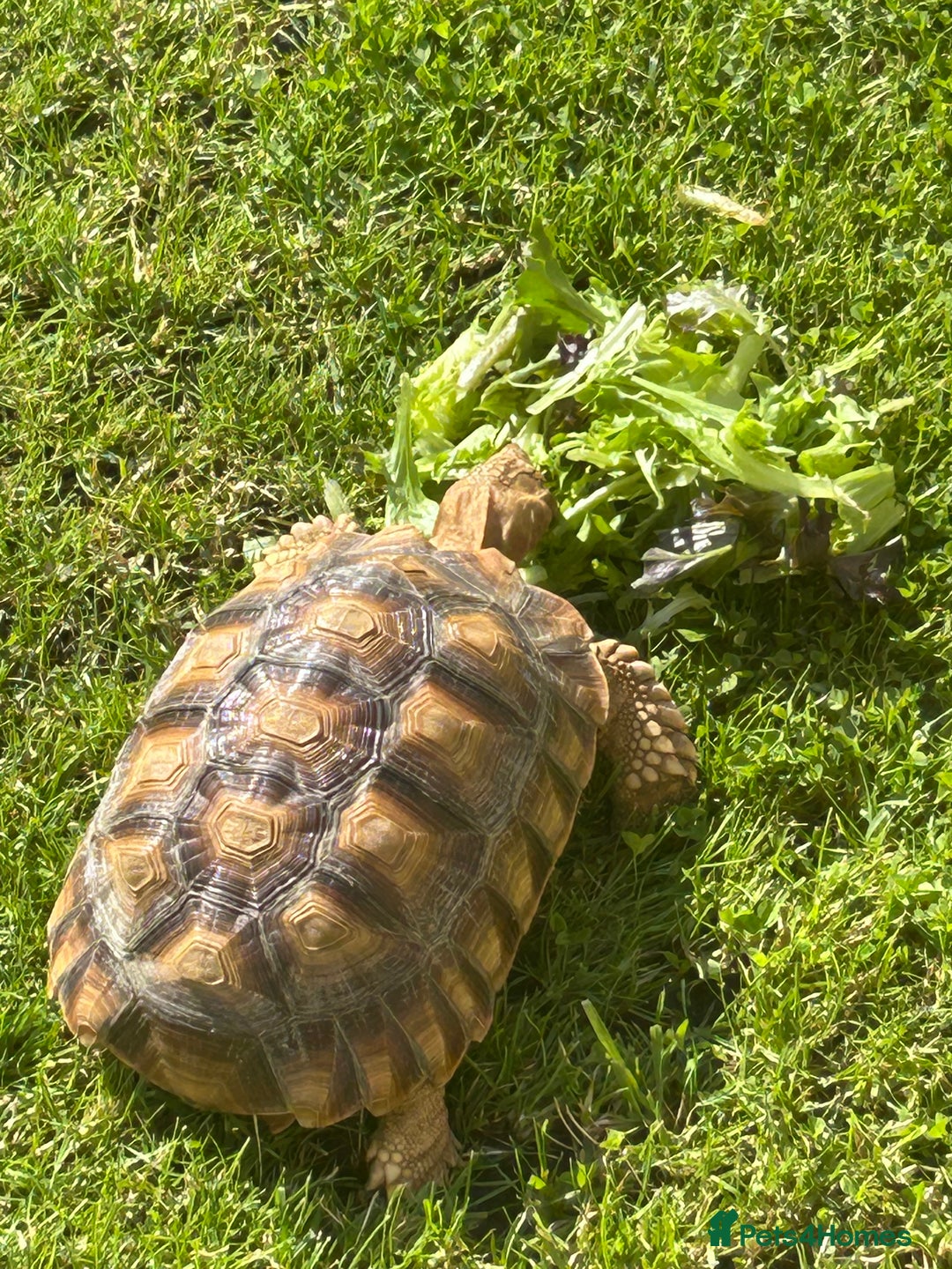 Tortoise reptiles for sale: 2 x Sulcata Tortoise - Image 2