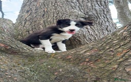 Border Collie dogs for sale: Border Collie 4 months  - Image 1