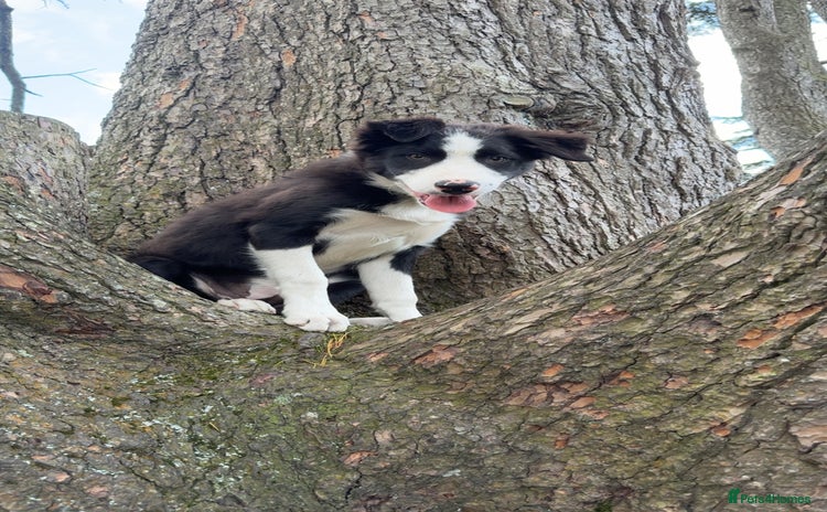 Border Collie dogs - Advert 1