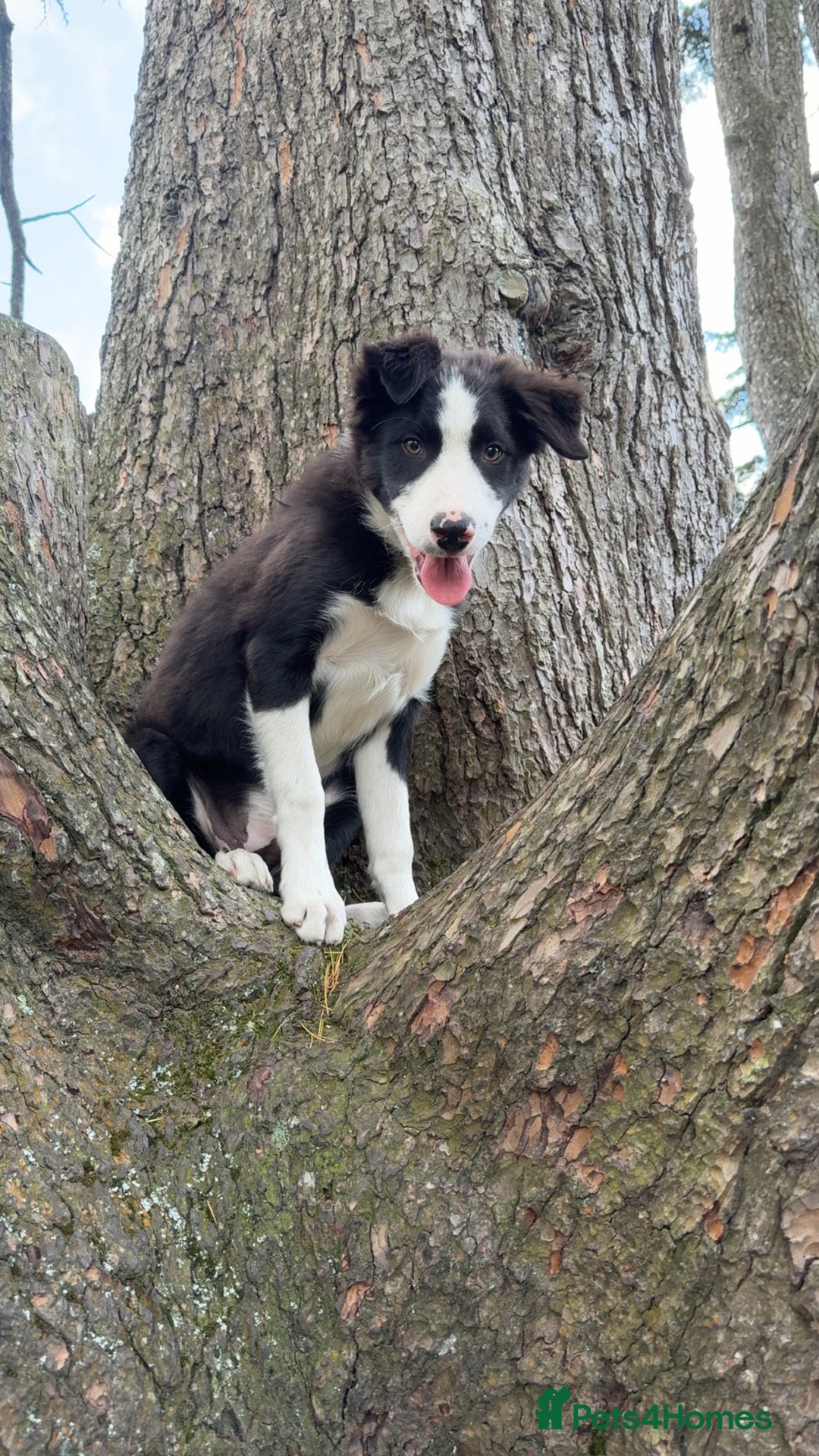 Border Collie dogs for sale: Border Collie 4 months  - Image 1